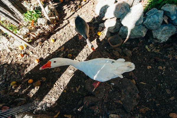 Gänse sitzen hinter einem grünen Gitter. Bauernhof — Stockfoto