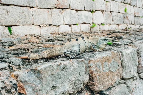Iguana sitter på en struktur av sten block — Stockfoto