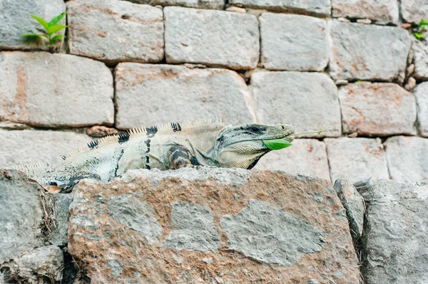 İguana kaya blokları bir yapı üzerinde oturan — Stok fotoğraf