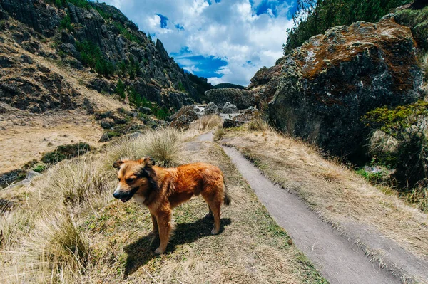 Ryzhaya volosataya sobaka v gorakh v peru — Stock Photo, Image