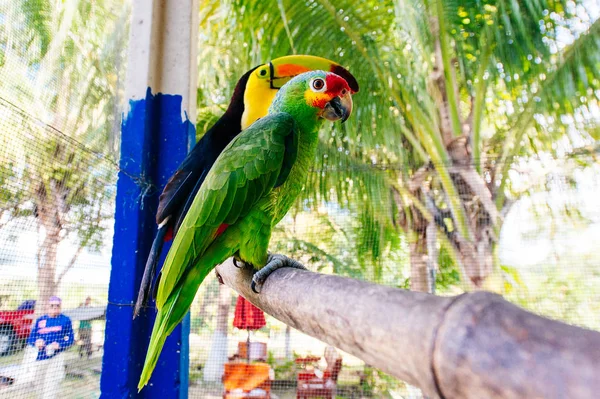 Papagaio verde sentado em um ramo atrás da rede — Fotografia de Stock