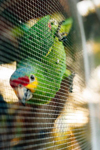 Zielona papuga siedząca na gałęzi za siecią — Zdjęcie stockowe