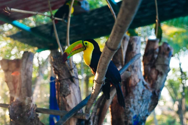 Toukan kleurrijk in de dierentuin in Mexico — Stockfoto