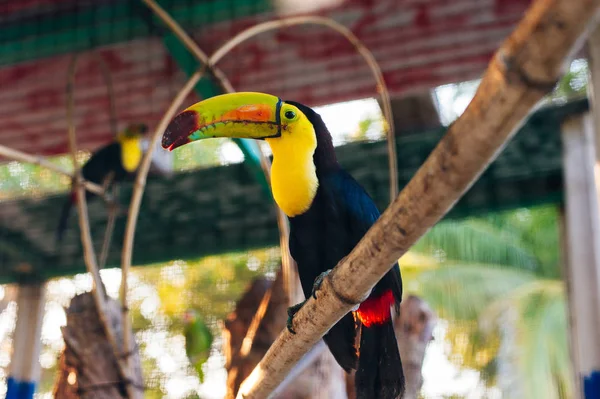 Toukan färgglada i zoo i Mexiko — Stockfoto