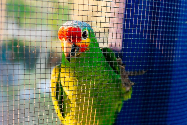 Groene papegaai zittend op een tak achter het net — Stockfoto