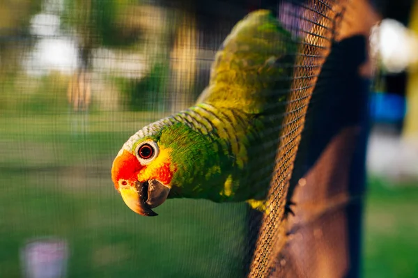 Yeşil papağan ağın arkasındaki bir dalda oturuyor. — Stok fotoğraf