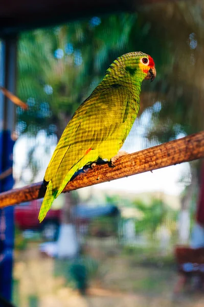 Green parrot sitting on a branch behind the net — Stock Photo, Image