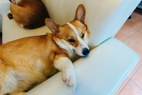 The corgy rests on the Chair — стоковое фото