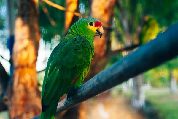 Zielona papuga siedząca na gałęzi za siecią — Zdjęcie stockowe