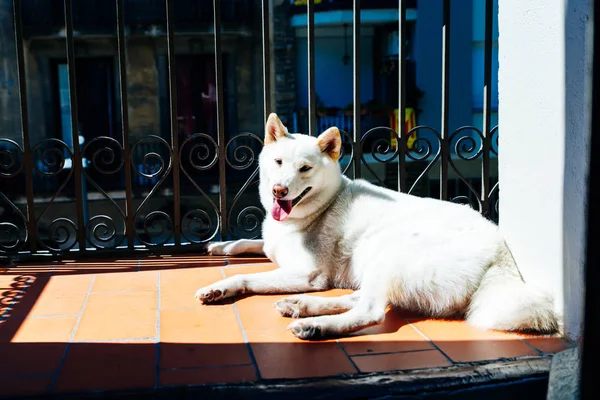 Branco japonês cão bonito kishu está deitado na varanda em um dia ensolarado — Fotografia de Stock