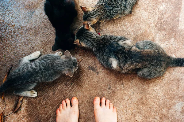 high-angle view of many cats eating form the same floor of dried cat food