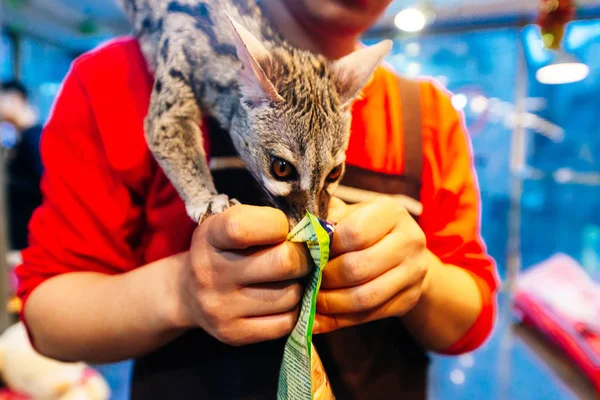 Кот в кафе в Южной Корее — стоковое фото