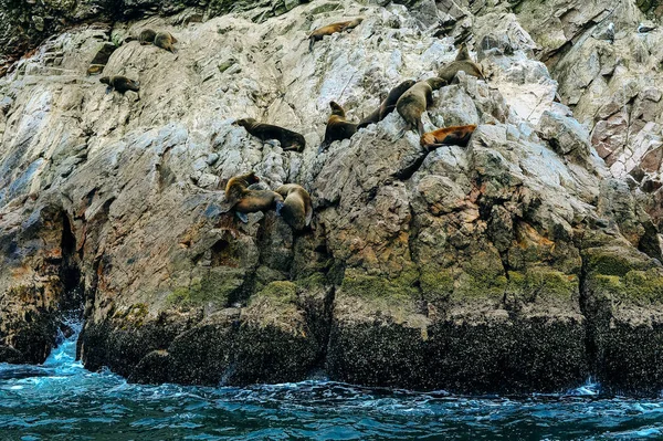 Seelöwe schläft in der Sonne auf den roten Felsen der Ballestas-Inseln Paracas — Stockfoto