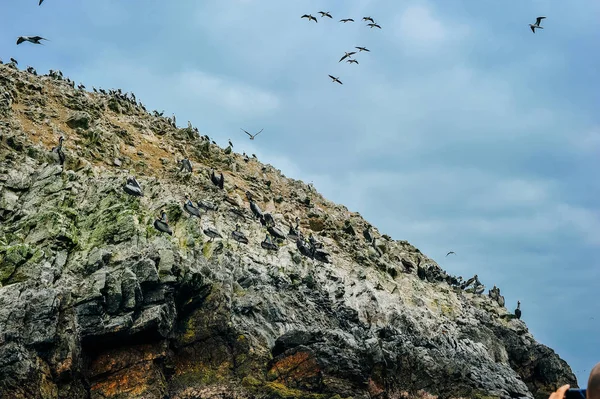 Braunpelikane und Guanay-Kormorane auf einem Felsen in den Ballestas — Stockfoto
