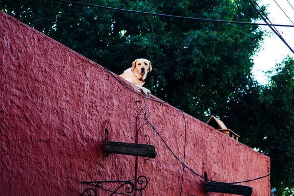 Perro vigilando la casa en el techo. América Latina — Foto de Stock