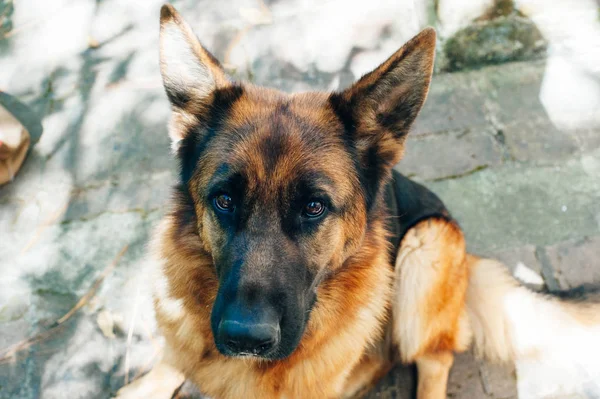 Summer portrait of an adult german shepherd dog — Stock Photo, Image