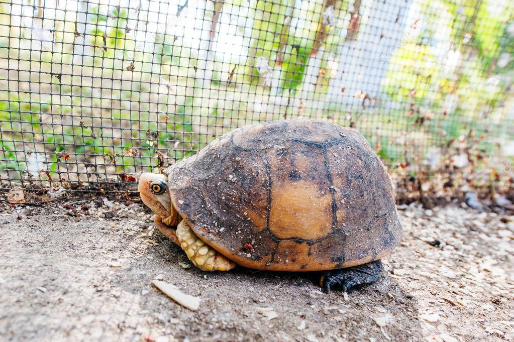 The land tortoise walking. Tortoises aare both reptiles.