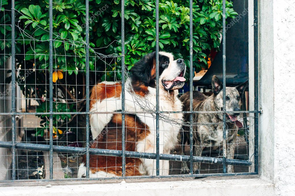 bernardine dogs behind dog shelter bars