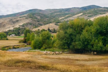 Lezbiyenin tepesinde otlayan bir grup beyaz inek.