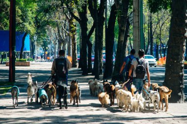 Köpek sürüsünü gezdiriyorum.