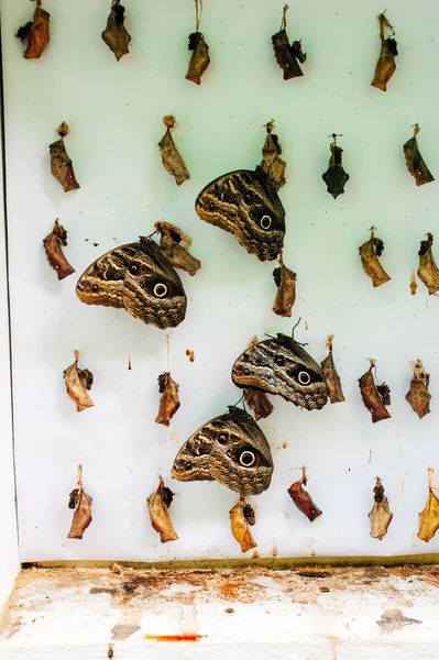 Mariposa cambiando de crisálida - Byasa polyeuctes . — Foto de Stock