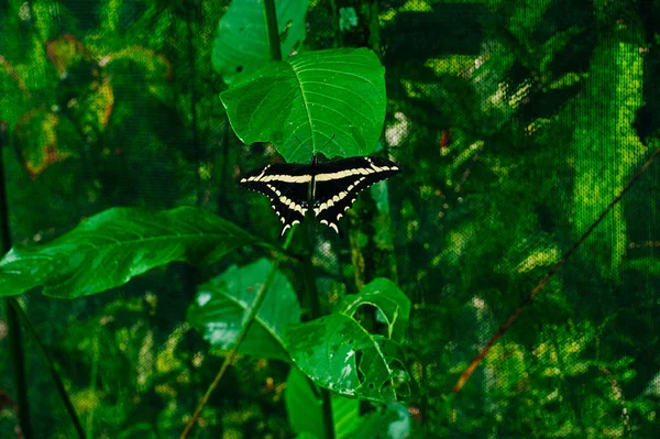 Butterfly Park in Peru Machu Picchu — Stock Photo, Image