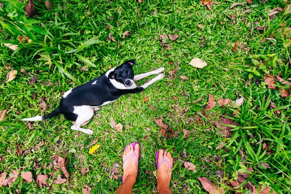 Joven perro blanco y negro acostado en la hierba verde — Foto de Stock