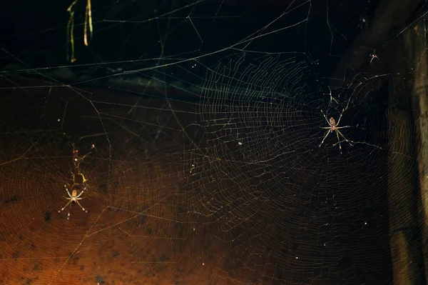 Aranha com teias de aranha em um edifício de madeira — Fotografia de Stock