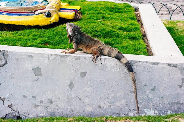 Ünlü Parque Senimario serbest dolaşım büyük vahşi iguanalar — Stok fotoğraf