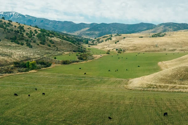 Vaches noires sur un pâturage verdoyant dans les montagnes — Photo