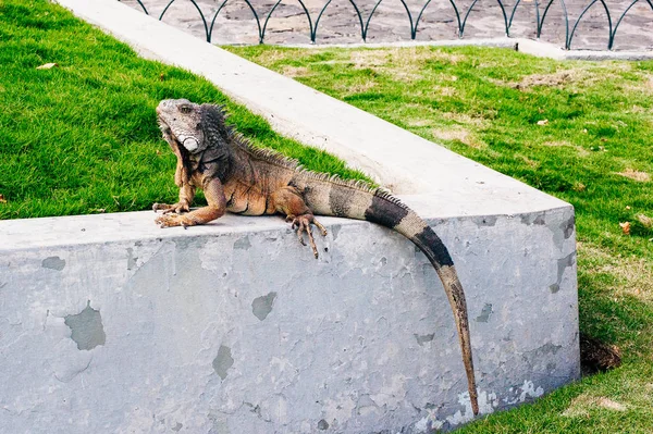 Grandes iguanas salvajes vagando gratis en el famoso Parque Senimario —  Fotos de Stock