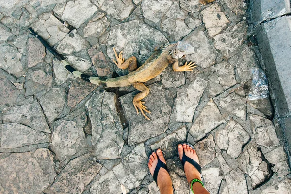 Ünlü Parque Senimario serbest dolaşım büyük vahşi iguanalar — Stok fotoğraf