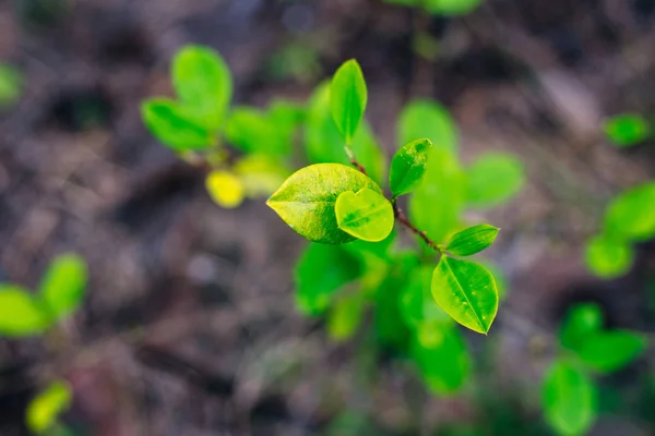 コロンビアの緑の葉を持つコカ植物は — ストック写真