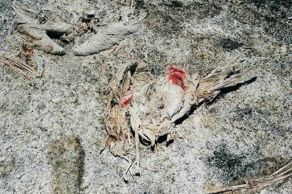 Crânio de flamingo em solo seco no deserto — Fotografia de Stock
