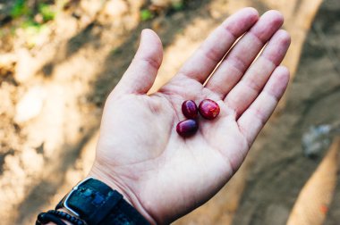avuç taze organik kahve çekirdekleri