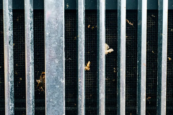 Araba tamponunda ve radyatörde ezilmiş böcek..