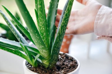 El ele tutuşan aloe vera yeşil tropikal bitki yaprağı.