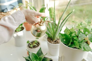 Altın steampunk stili bir su püskürtme şişesi tutuyor. Ev 