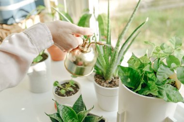 Altın steampunk stili bir su püskürtme şişesi tutuyor. Ev 