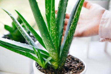 El ele tutuşan aloe vera yeşil tropikal bitki yaprağı.