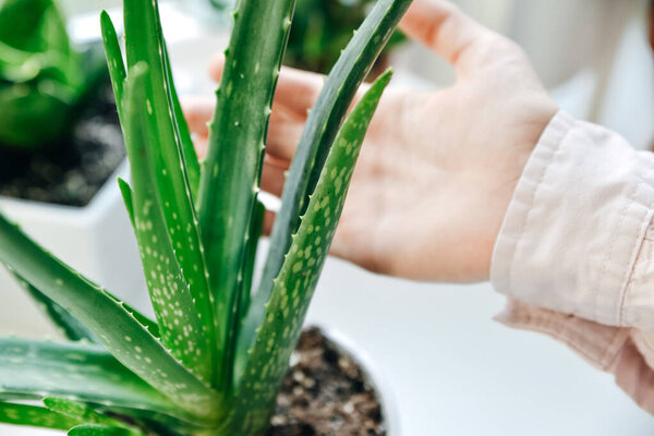 Hand holding leaf of aloe vera green tropical plant.