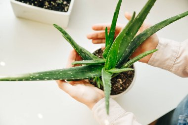 El ele tutuşan aloe vera yeşil tropikal bitki yaprağı.