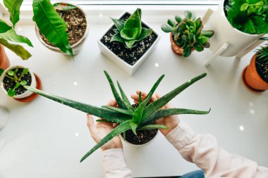 El ele tutuşan aloe vera yeşil tropikal bitki yaprağı.