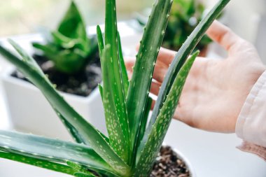 El ele tutuşan aloe vera yeşil tropikal bitki yaprağı