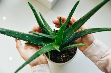 El ele tutuşan aloe vera yeşil tropikal bitki yaprağı.