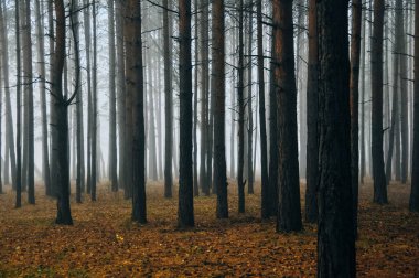 Baharda sisli havada siyah beyaz huş ağacının kabuğuyla genç ağaçlar