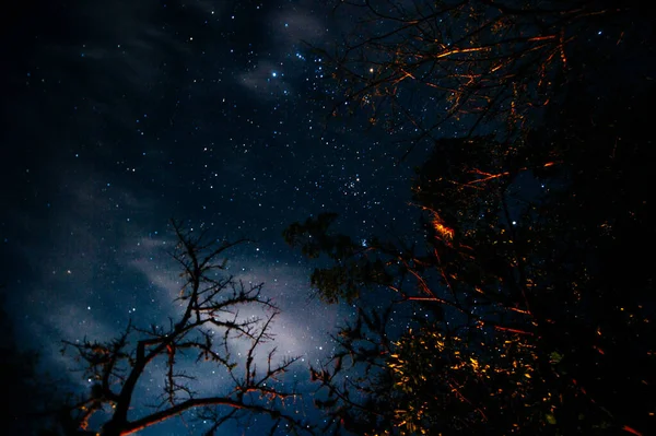 Bajo el árbol noche cielo cielo estrella fondo —  Fotos de Stock