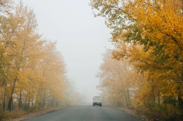 Asfaltowa droga, która idzie przez las sosnowy mglisty tajemnicze Mroczne. — Zdjęcie stockowe
