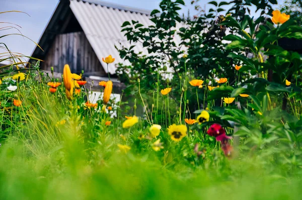 Cottage Garden com flores selvagens de verão na Rússia — Fotografia de Stock