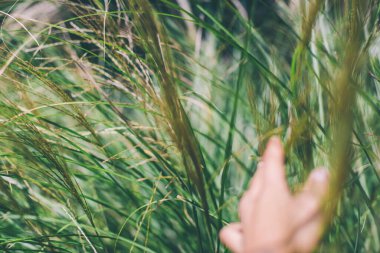 Gün batımında çayırlarda eli buğday dallarına dokunuyor..